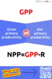 Productivité primaire brute et productivité primaire nette : Quelle est la différence entre la productivité primaire brute et la productivité primaire nette ?