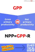 Gross primary productivity vs. Net primary productivity: What is the difference between gross primary productivity and net primary productivity?
