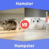 Hamster vs. Hampster: Everything You Need To Know About The Difference Between Hamster And Hampster