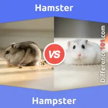 Hamster vs. Hampster: Everything You Need To Know About The Difference Between Hamster And Hampster