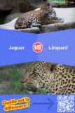 Jaguar vs. Léopard: Quelle est la différence entre Jaguar et Léopard?
