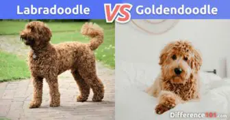 Labradoodle X Goldendoodle: Qual é a Diferença Entre Labradoodle e Goldendoodle?