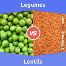 Legumes vs. Lentils: What’s The Difference Between Legumes and Lentils?
