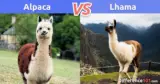 Lhama x Alpaca: Qual é a Diferença Entre a Lhama e a Alpaca?