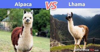 Lhama x Alpaca: Qual é a Diferença Entre a Lhama e a Alpaca?