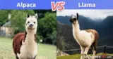 Llama vs. Alpaca: Differences, Similarities, Pros & Cons