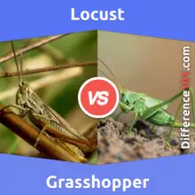 Heuschrecke vs Grashüpfer: Was ist der Unterschied zwischen Heuschrecke und Grashüpfer?