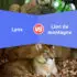 Gecko vs. Lizard: What is the Difference Between Gecko and Lizard?