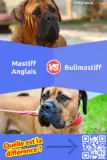 Quelle est la différence entre le Mastiff Anglais et le Bullmastiff?