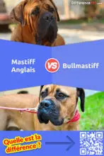 Quelle est la différence entre le Mastiff Anglais et le Bullmastiff?