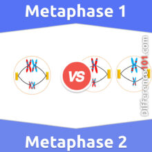 Metaphase 1 vs. Metaphase 2: Everything You Need To Know About The Difference Between Metaphase 1 And Metaphase 2