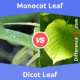 Monocot Leaf vs. Dicot Leaf: What Is The Difference Between Monocot Leaf And Dicot Leaf?