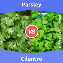 Parsley vs. Cilantro: What Is The Difference Between Parsley And Cilantro?