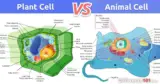Plant Cell vs. Animal Cell: What is the difference between Plant cell and Animal cell?