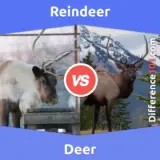 Rentier vs. Hirsch: Was ist der Unterschied zwischen Rentieren und Hirschen?