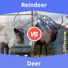 Rentier vs. Hirsch: Was ist der Unterschied zwischen Rentieren und Hirschen?