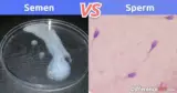 Semen vs. Sperm: What is the difference between Semen and Sperm?