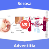 Serosa vs. Adventitia: Everything You Need To Know About The Difference Between Serosa And Adventitia
