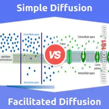 Simple Diffusion vs. Facilitated Diffusion: What’s The Difference Between Simple Diffusion And Facilitated Diffusion?