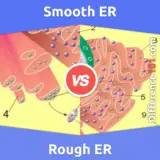 Smooth vs. Rough Endoplasmic Reticulum: What’s The Difference Between Smooth ER vs. Rough ER?