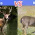 Löwe vs Tiger: Was ist der Unterschied zwischen Löwe und Tiger?