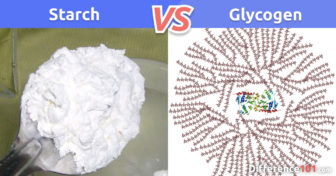 Starch vs. Glycogen vs. Cellulose: What is the difference between Starch and Glycogen and Cellulose?