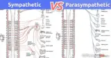 Sympathetic vs. Parasympathetic: What is the difference between Sympathetic and Parasympathetic?
