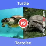 Schildkröte vs Schildkröte: Was ist der Unterschied zwischen einer Schildkröte und einer Landschildkröte?