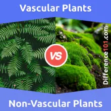 Vascular vs. Non-Vascular Plants: What’s The Difference Between Vascular And Non-Vascular Plants?