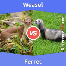 Weasel vs. Ferret: What Is The Difference Between Weasel And Ferret?