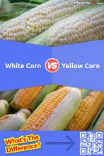 White Corn vs. Yellow Corn: What is the Difference Between White and Yellow Corn?